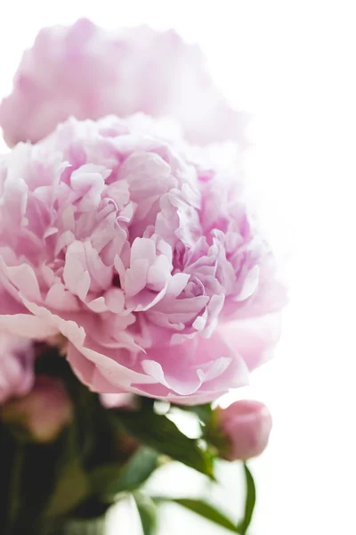 Hermosas flores de peonía rosa, sobre fondo blanco —  Fotos de Stock