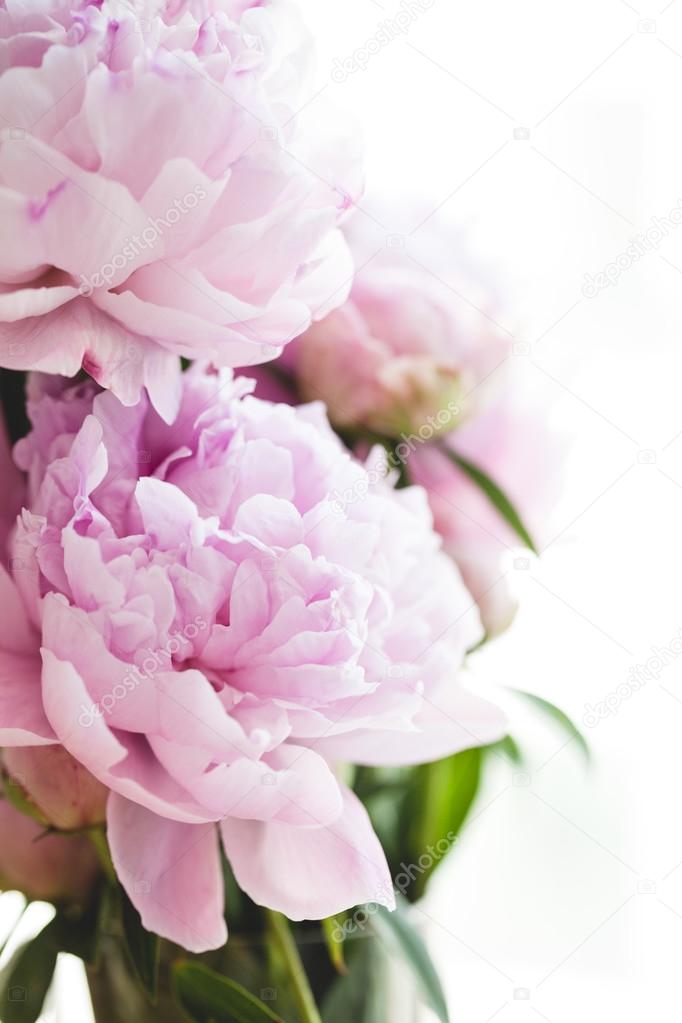 Beautiful pink peony flowers, on white background