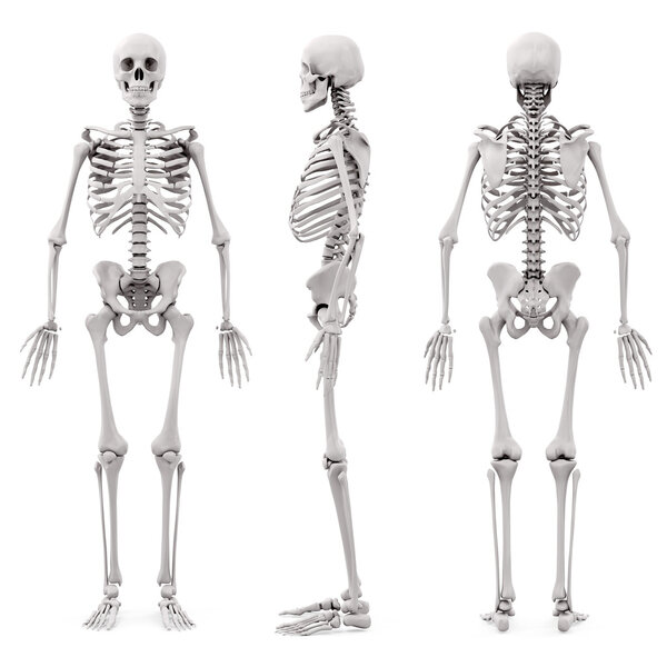 3d human skeleton on white background