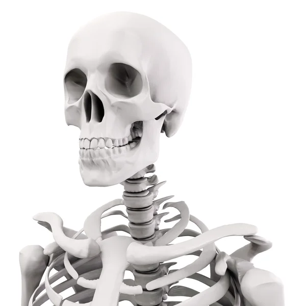 3D människans skelett på vit bakgrund — Stockfoto