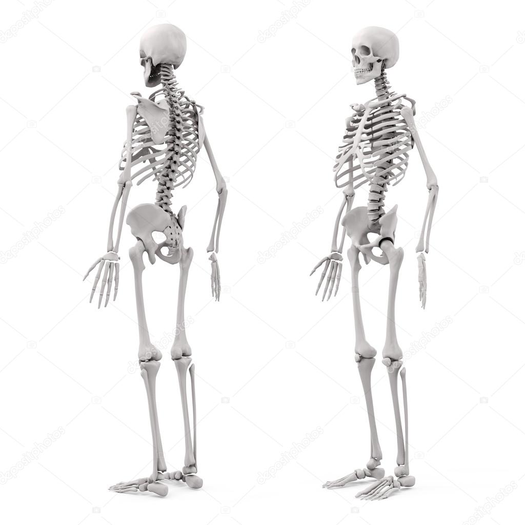 3d human skeleton on white background