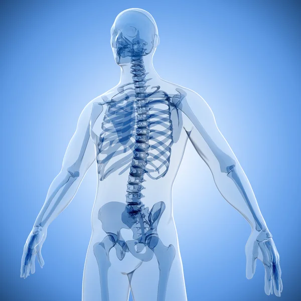 3d render of human body and skeleton, x-ray — Stock Photo, Image