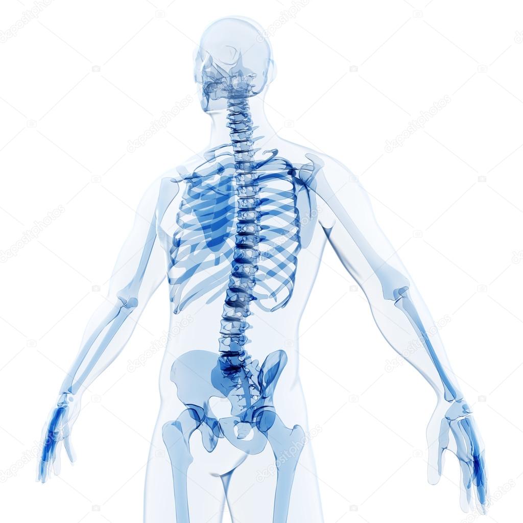3d render of human body and skeleton, x-ray