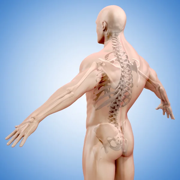 3D render ludzkiego ciała i szkielet — Zdjęcie stockowe