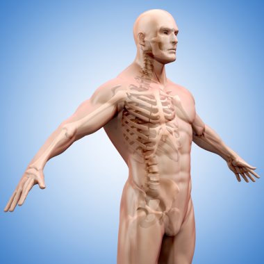 insan vücudu ve iskelet 3D render