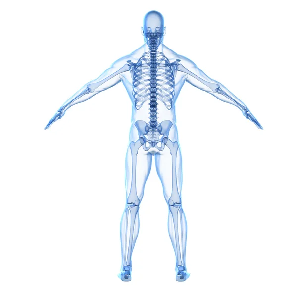 Insan vücudu ve iskelet 3D render — Stok fotoğraf