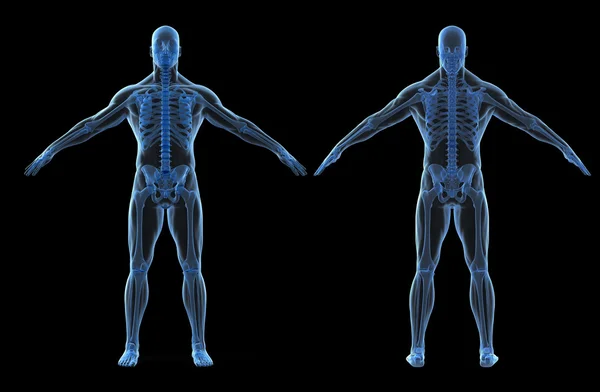 인간의 신체와 골격의 3d 렌더링 — 스톡 사진