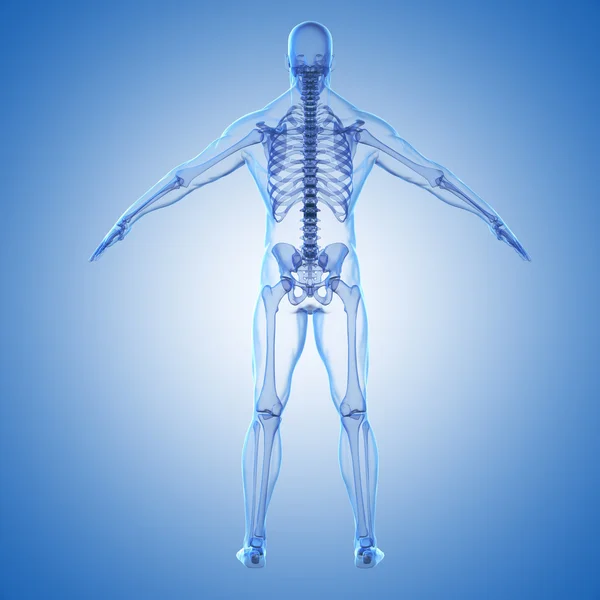 3d renderização do corpo humano e esqueleto — Fotografia de Stock