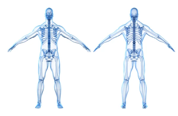 인간의 신체와 골격의 3d 렌더링 — 스톡 사진