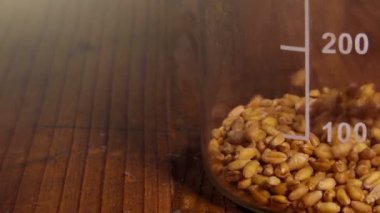 Wheat grains filling laboratory dish for moisture and weight test