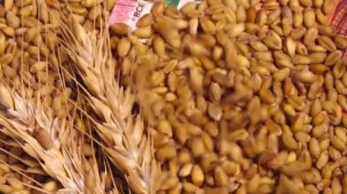 Avrupa Birliği'nde hasat edilen buğday mahsulleri fiyatı