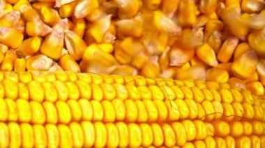 Mısır tohumu tarımsal ürün hasadı