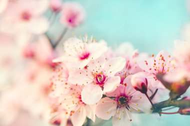 pembe çiçekler baharda açan