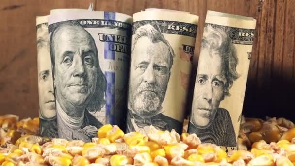 Agricoltura del mais e profitto del raccolto negli Stati Uniti — Video Stock