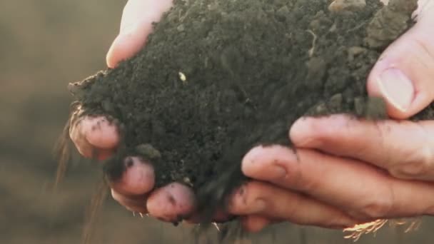 Farmer holding pile of soil on fertile agricultural land — Stock Video