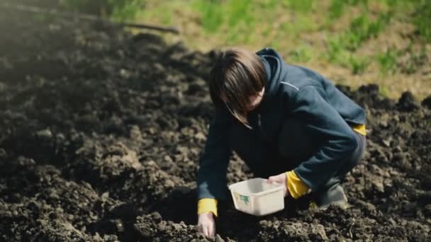 Mujer sembrando cebollas en huerta ecológica — Vídeos de Stock