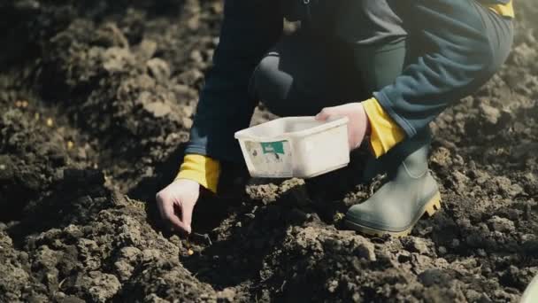 Vrouw uien in de biologische moestuin zaaien — Stockvideo