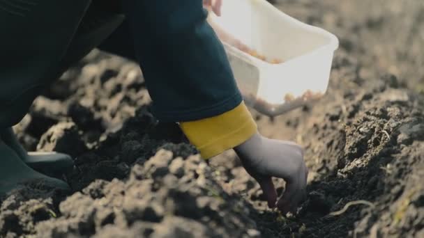 Vrouw uien in de biologische moestuin zaaien — Stockvideo