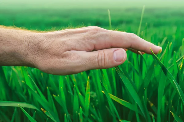 Crop protection concept, farmer's hand over young green wheat — Stock Photo, Image