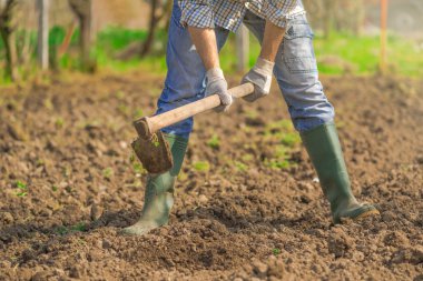 Man hoeing vegetable garden soil clipart