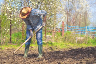 Man hoeing vegetable garden soil clipart
