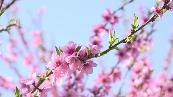 Абрикосова гілка дерева, що цвіте — стокове відео