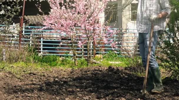 Hombre Hoeing Suelo de jardín vegetal — Vídeos de Stock