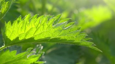 Isırgan otu veya ortak ısırgan otu