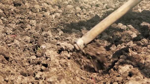 Man hoeing vegetable garden soil — Stock Video