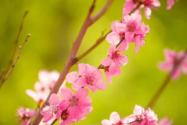 Pfirsichbaum Zweig blüht im Frühling — Stockfoto