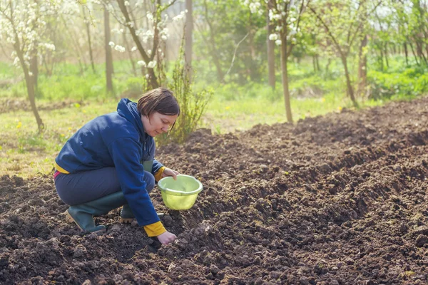 Женщина сеет лук в саду из органических овощей — стоковое фото