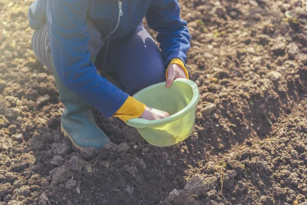 Mujer sembrando cebollas en huerta ecológica — Foto de Stock