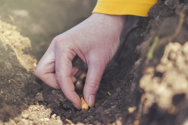 Mujer sembrando cebollas en huerta ecológica — Foto de Stock