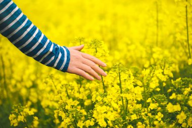 Nazik çiçek açan kolza tohumu bitkileri dokunmadan el
