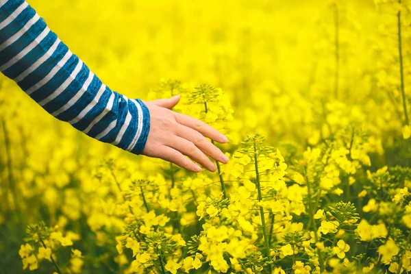 Nazik çiçek açan kolza tohumu bitkileri dokunmadan el
