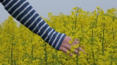 Nazik çiçek açan kolza tohumu bitkileri çiçekler dokunmadan el