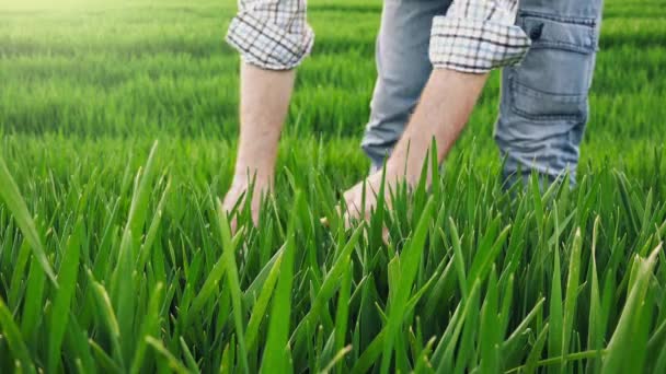 Agriculteur dans le champ de blé vert examinant la croissance des cultures 