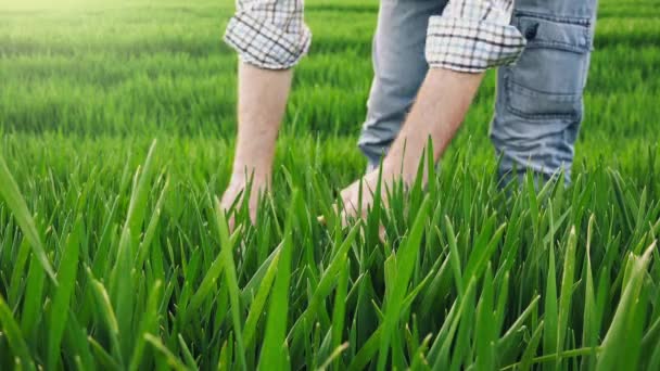 Agricultor em campo de trigo verde examinando o crescimento das culturas — Vídeo de Stock