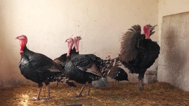 Flock of adult turkey birds on a farm — Stock Video