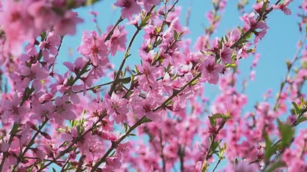 Aprikosträd grenar rosa blommande i våren solljus — Stockvideo