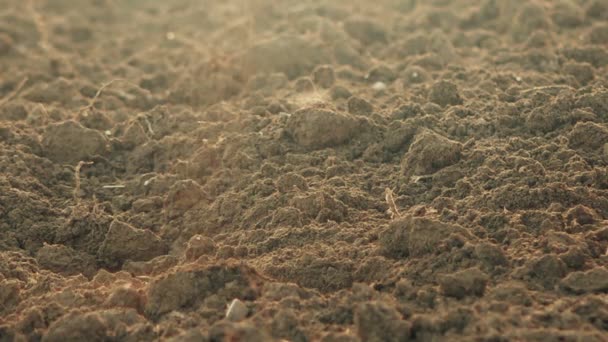 Dłonie rolnika trzymające stosy gleby na żyznych gruntach rolnych — Wideo stockowe