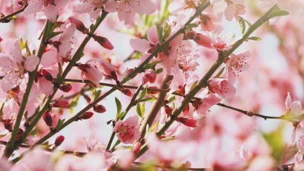 Apricot tree branches pink blossoming in spring sunlight — Stock Video