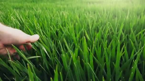 Руки фермера на зеленом пшеничном поле изучают рост сельскохозяйственных культур — стоковое видео