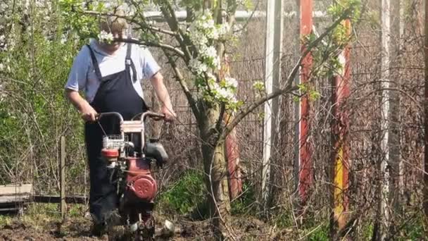 Old farmer preparing garden with cultivator tiller for sowing plantation — Stock Video