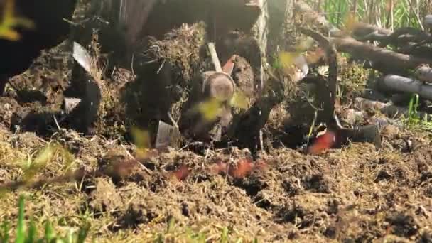 Farmer preparing garden land with cultivator tiller for sowing plantation — Stock Video