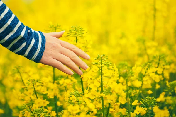 Female hand touching gentle blooming rapeseed crops — Stock Photo, Image