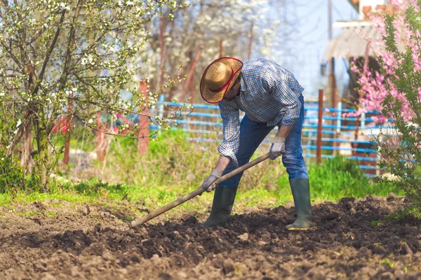 Man schoffelen plantaardige tuingrond — Stockfoto