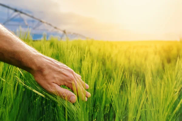 Фермер прикасается к зеленым пшеничным растениям на обрабатываемом поле — стоковое фото