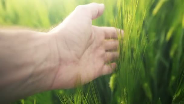 Фермер прикасается к зеленым пшеничным растениям на обрабатываемом поле — стоковое видео