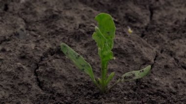 Genç alan, dolly kaymak büyüyen Pancar şekeri